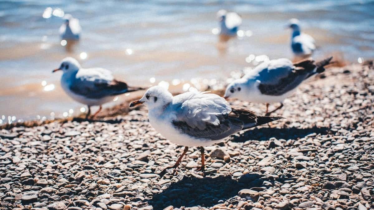 Slovenskí tvorcovia: Ako osloviť tuniské značky na Jingdong s limitkami?