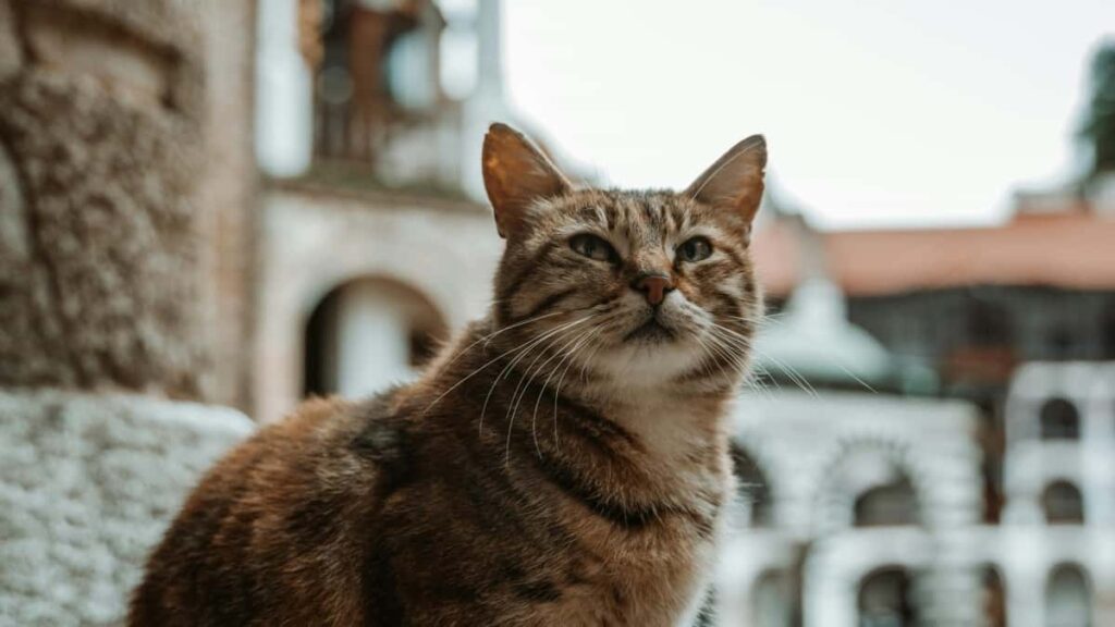 Prakticky navod pre slovenskych inzerentov, ako identifikovat, oslovit a sponzorovat thajskych Moj creatorov pre behindthescenes obsah.