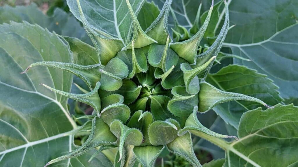 Prakticky navod pre slovenskych inzerentov: ako identifikovat a spolupracovat s nepalskymi tvorcami na YouTube/streameroch, aj ked su platformy ciastocne blokovane.