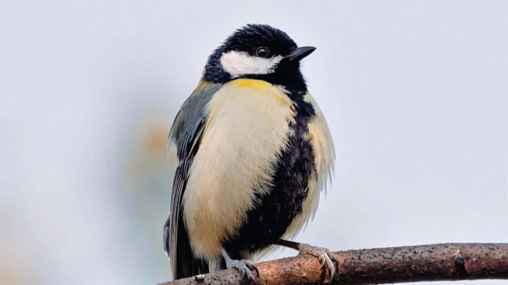 Prakticky roadmap pre slovenskych tvorcov: ako najst a oslovit znacky z Costa Rica na Shopee, zjednat affiliate spolupracu a skalovat konverzie cez socialne kanaly v roku 2025.