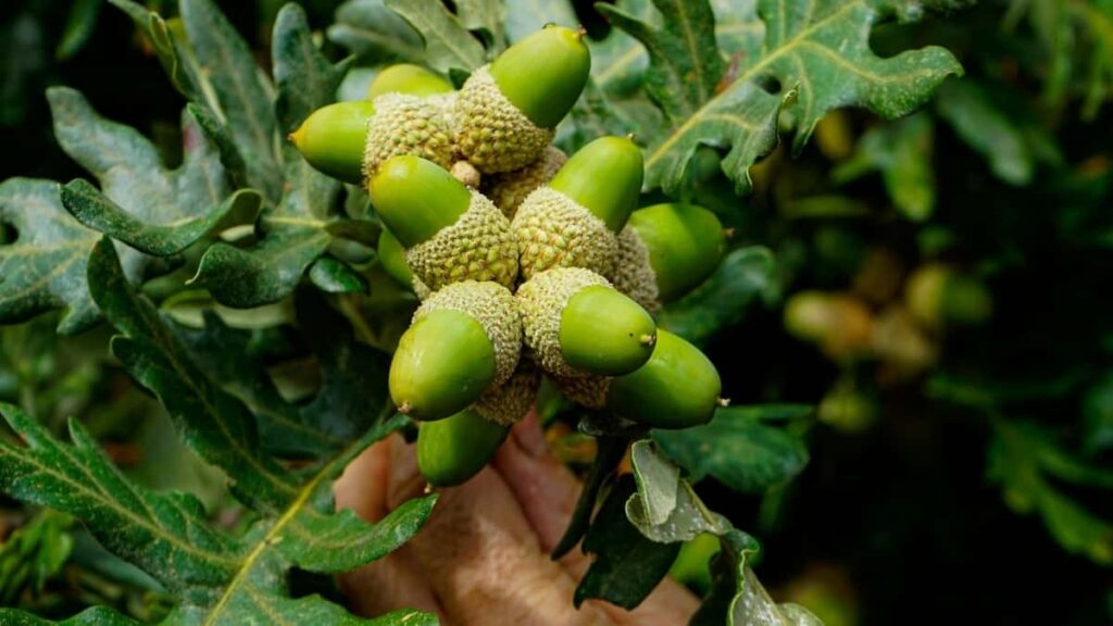 Prakticky navod pre slovenskych creatorov kroky, nastroje a osvedcene taktiky, ako oslovit spanielske znacky cez Shopee a byt vybrany do brand kampani.