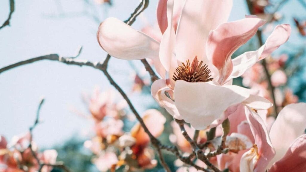 Prakticky plan pre slovenske znacky: ako najst a overit talianskych Facebook creatorov na lokalizaciu messagingu pomocou Meta nastrojov, dat a partnerstiev.