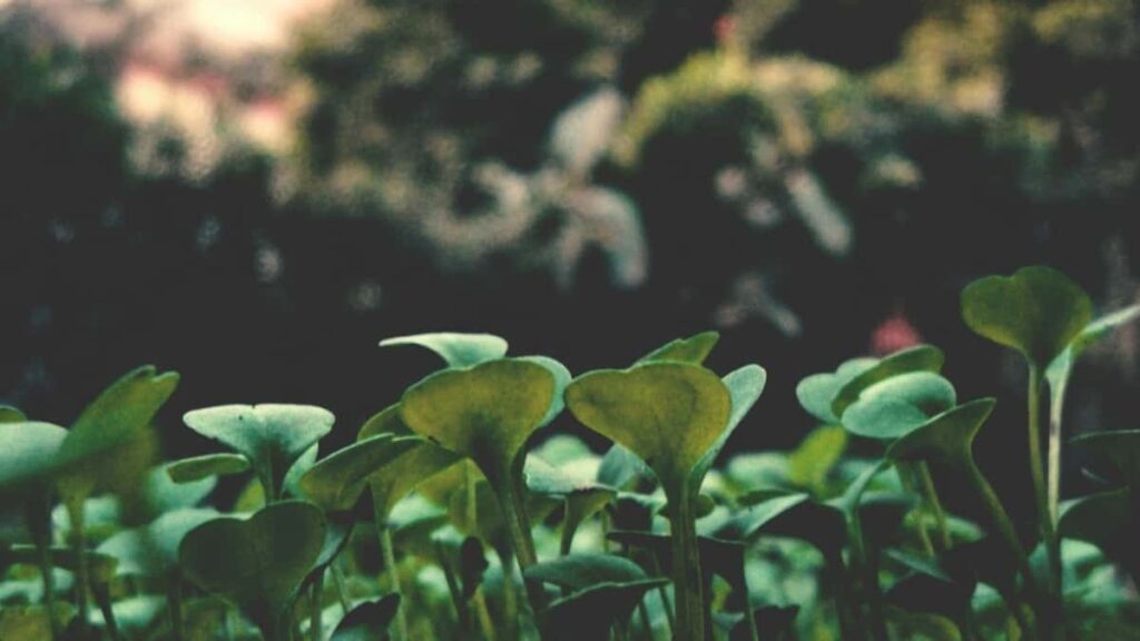 Prakticky navod pre slovenske znacky: kde a ako najst azerbajdzanskych tvorcov na Vkontakte na rychle testovanie dopytu.