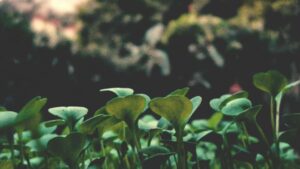 Prakticky navod pre slovenske znacky: kde a ako najst azerbajdzanskych tvorcov na Vkontakte na rychle testovanie dopytu.