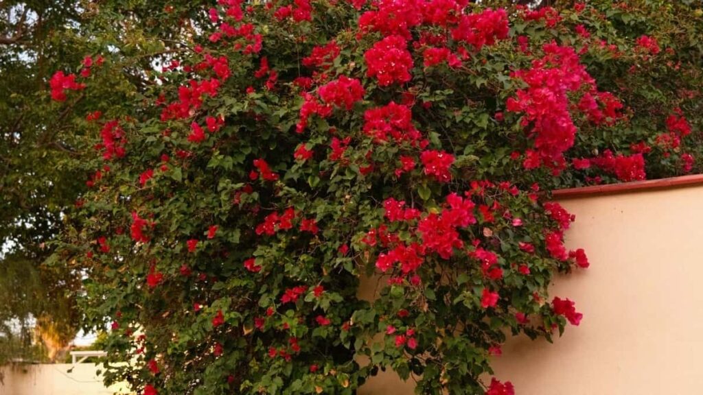 Prakticky navod pre slovenskych inzerentov: kde najst paraguajskych tvorcov na Clubhouse, ako ich overit a nasadit creator content, aby ste zasiahli hudobnych fanusikov efektivne.