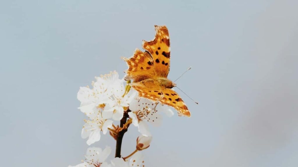 Prakticky navod pre slovenskych inzerentov: kde hladat paraguajskych Spotify creatorov, ako ich vetrovat a co ocakavat pri kampaniach na propagaciu online kurzov.