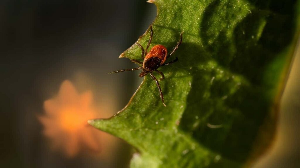 Prakticky navod pre slovenskych creatorov: ako oslovit izraelske znacky cez Chingari, navrhnut cocreation balicky a vyhnut sa beznym pascam v rokovani.