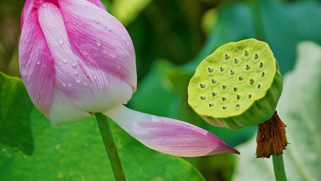 Prakticky navod pre slovenskych inzerentov: kde a ako najst bangladesskych Spotify tvorcov na propagaciu online kurzov, s datami a strategiami pre 2026.