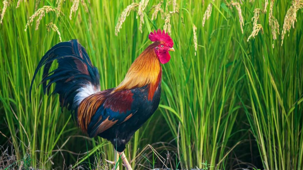 Prakticky navod pre slovenskych creatorov: ako najst a oslovit brazilske znacky na Chingari, postavit lokalne relevantne kampane a dosahovat konverzie so silnymi CTA.